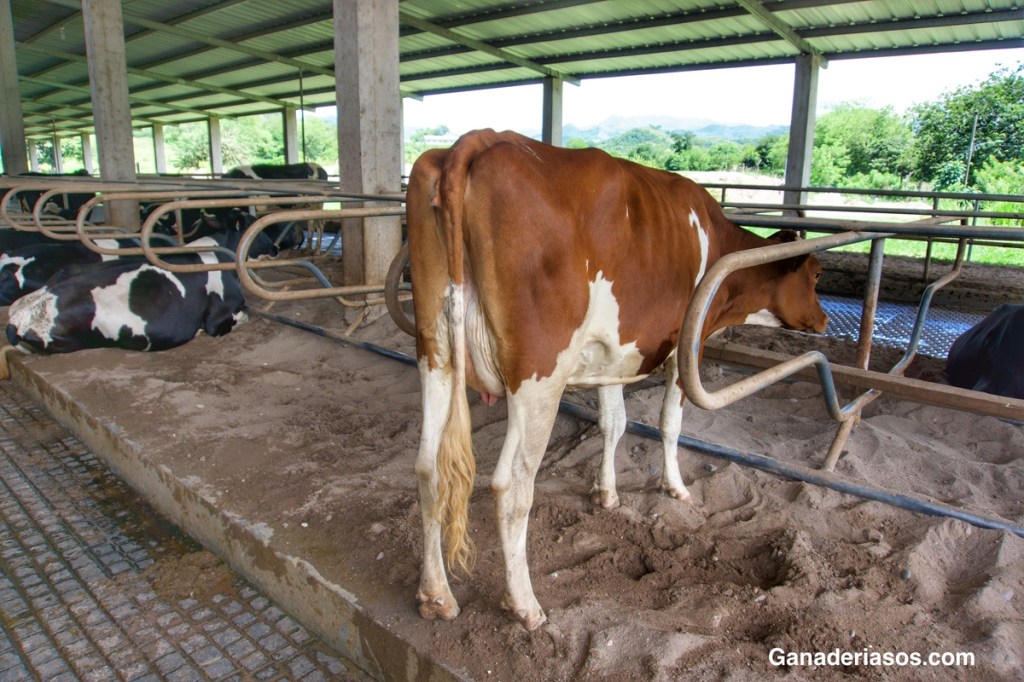BIENESTAR ANIMAL, INSTALACIONES Y MANEJO: RECETA PARA UN BUEN RENDIMIENTO PRODUCTIVO DEL REBAÑO
