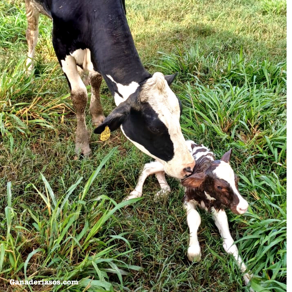LA LACTANCIA EMPIEZA EN EL&nbsp;SECADO