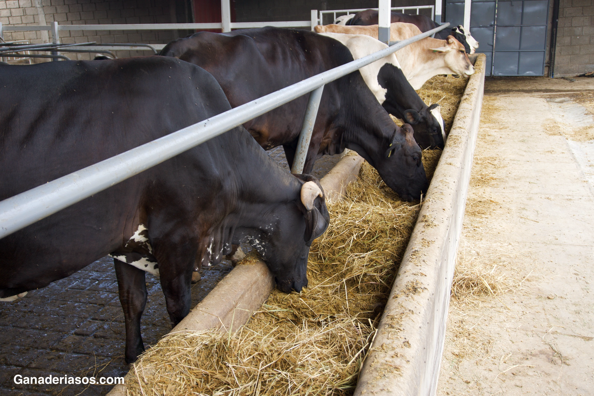 DIETAS FRÍAS: UNA ESTRATEGIA PARA DISMINUIR EL ESTRÉS POR CALOR EN VACAS