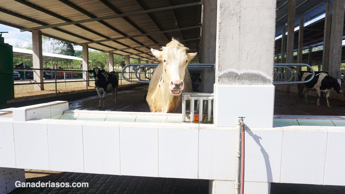 ¿CUÁNTA AGUA NECESITAN MIS VACAS?
