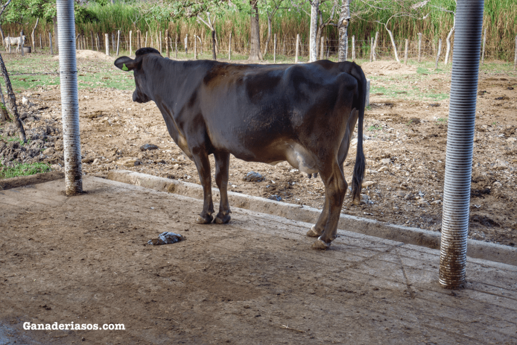 LOS AGRICULTORES LECHEROS DE CALIFORNIA GENERAN ENERGÍA RENOVABLE A PARTIR DE RESIDUOS