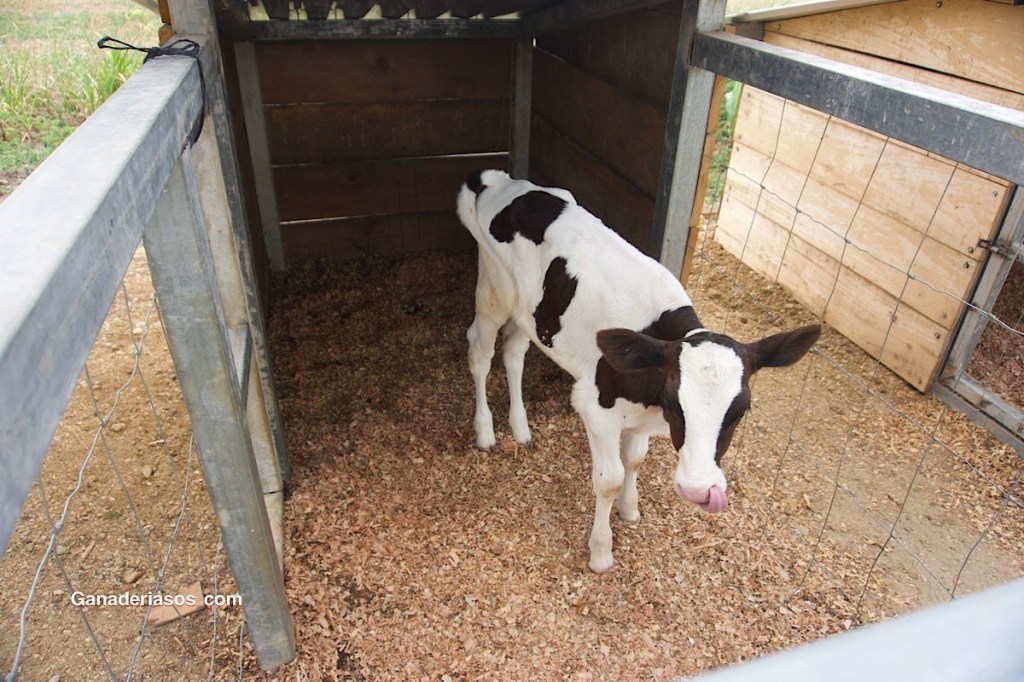 TRATAMIENTO Y PREVENCIÓN DE LAS DIARREAS EN TERNEROS&nbsp;LACTANTES