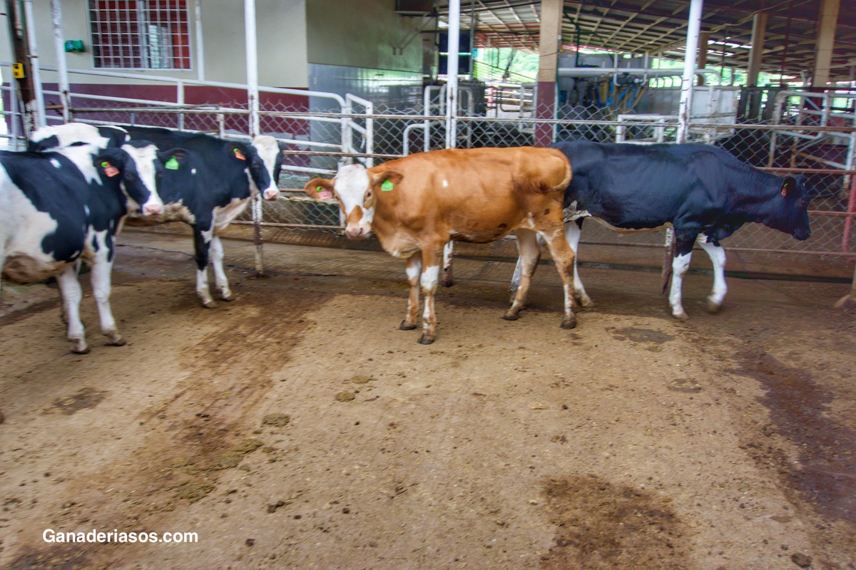 NOVILLAS QUE EN REALIDAD SON “MACHOS”