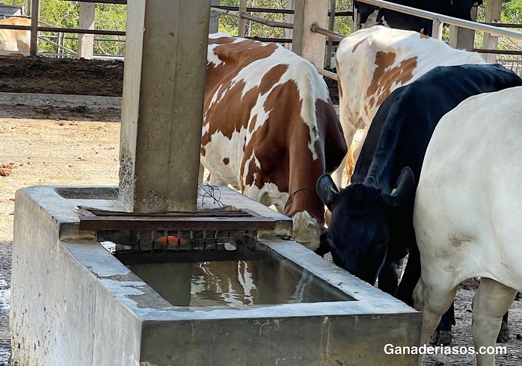 LEVADURAS PARA EL RUMEN: VIVAS, INACTIVADAS… ¿IMPORTA?
