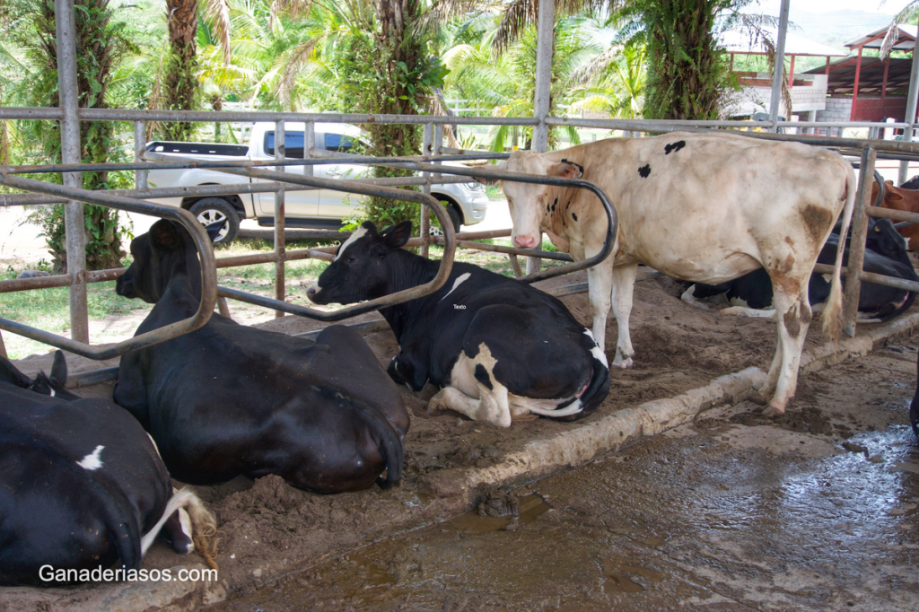 ACTUALIZACIONES SOBRE LA FERTILIDAD&nbsp;BOVINA