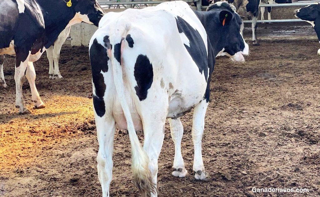 LOS ADSORBENTES DE MICOTOXINAS COMO ESTRATEGIA DE CONTROL DE MICOTOXINAS EN LAS RACIONES: TIPOS, EFICACIA E&nbsp;INTERACCIONES