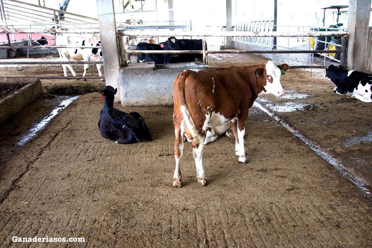 VALOR DEL BECERRO DE ENGORDE BEEF X HOLSTEIN