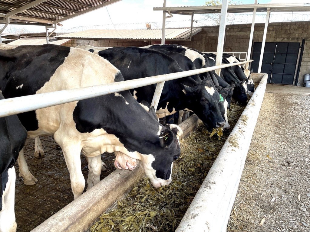 EL DILEMA DE LAS&nbsp;VACAS…