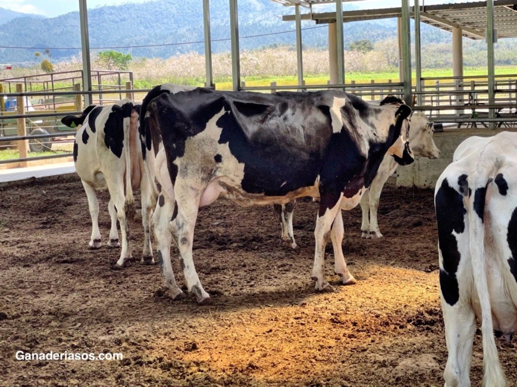 MANEJANDO EL SEMEN CORRECTAMENTE PARA MEJORES TASAS DE&nbsp;PREÑEZ