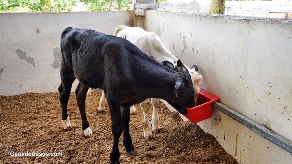 ÚLTIMOS AVANCES EN EL MANEJO DEL  DESTETE DE TERNERAS&nbsp;LECHERAS