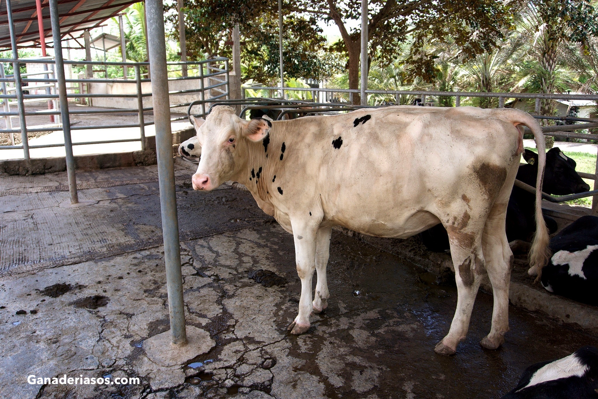 ENDOTOXINAS Y ENFERMEDADES DEL GANADO LECHERO: CÓMO ROMPER EL CICLO
