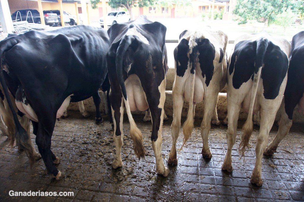 ¿COMO SE TRATARÁN LAS MAMITIS  EN EL&nbsp;FUTURO?