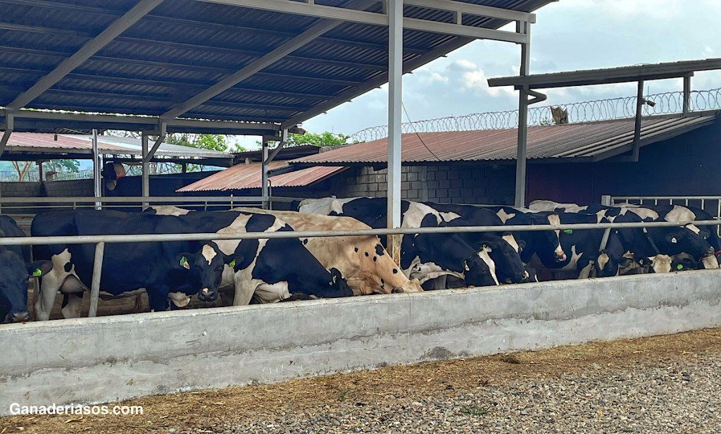 MASTITIS: ¿SON SUFICIENTES REBAÑOS QUE UTILIZAN TERAPIA SELECTIVA DE VACAS&nbsp;SECAS?