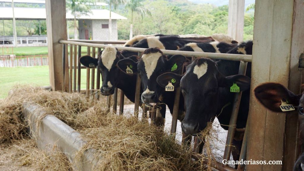 LA DIGESTIBILIDAD DE LA FIBRA ES&nbsp;IMPORTANTE