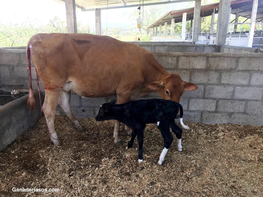 IMPORTANCIA DEL PROESTRO Y EL MOMENTO DE USO DE LA GNRH EN LOS PROTOCOLOS DE&nbsp;FERTILIDAD