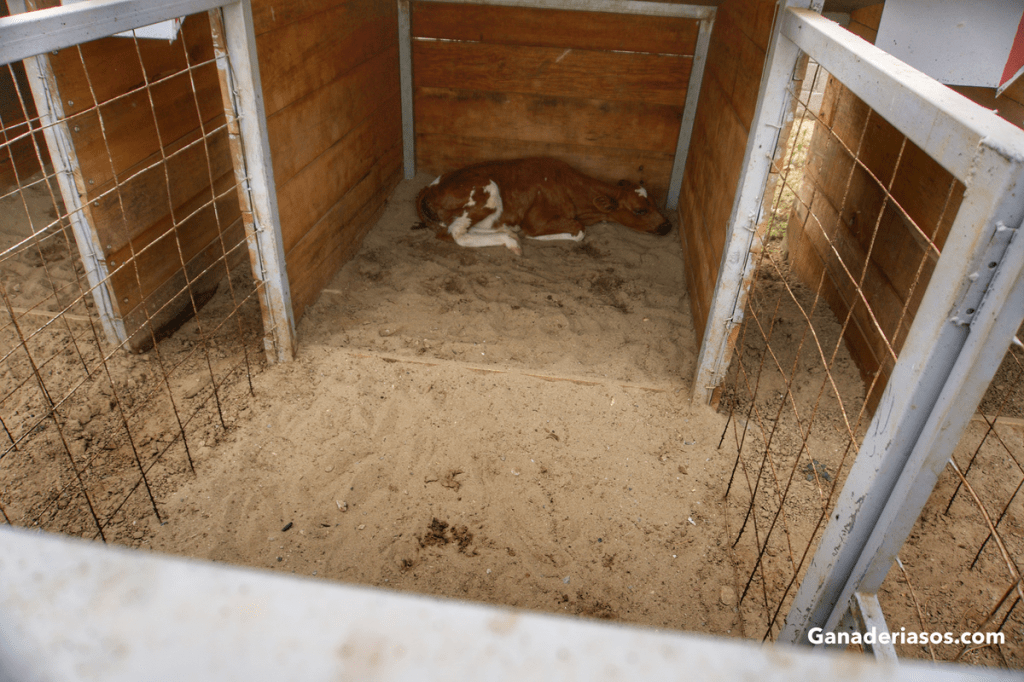 PREVENIR LA MORTALIDAD DE LOS TERNEROS: LOS PILARES DEL MANEJO DE LOS&nbsp;TERNEROS