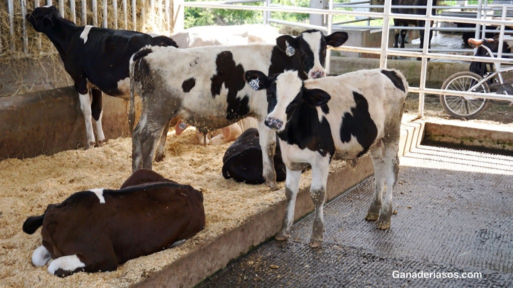 EL CALOSTRO NO ES SOLO PARA BECERRAS&nbsp;LECHERAS