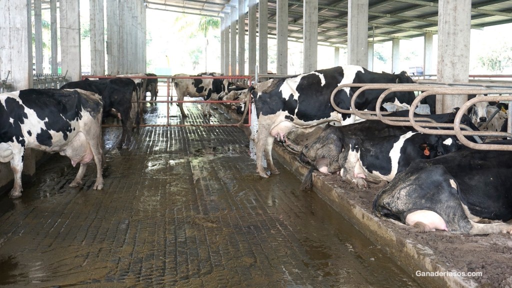 LA CONDICIÓN CORPORAL: UNA HERRAMIENTA PRÁCTICA PARA EVALUAR LA NUTRICIÓN ENERGÉTICA DEL GANADO&nbsp;LECHERO