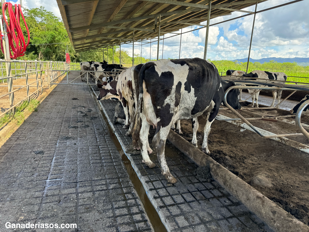 CONDICIÓN CORPORAL EN VACAS DE TRANSICIÓN