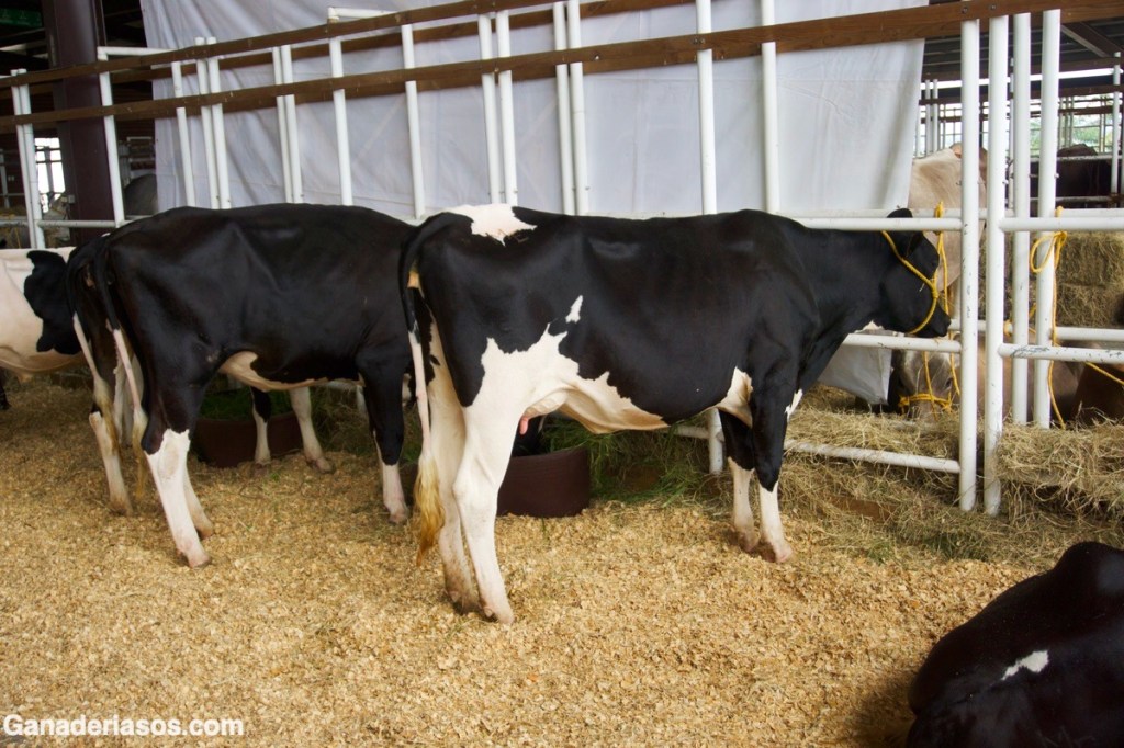 DEFINICIÓN DE VACA RENTABLE