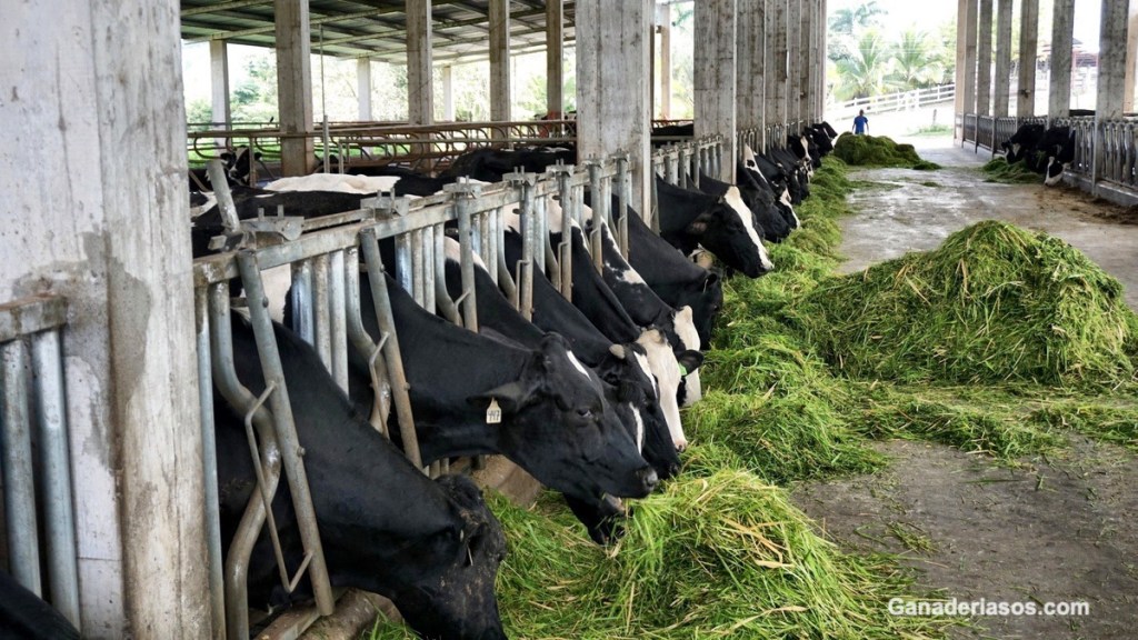 MEJORAS ACTUALES TENDENCIAS EN LA NUTRICIÓN LA DE&nbsp;RUMIANTES