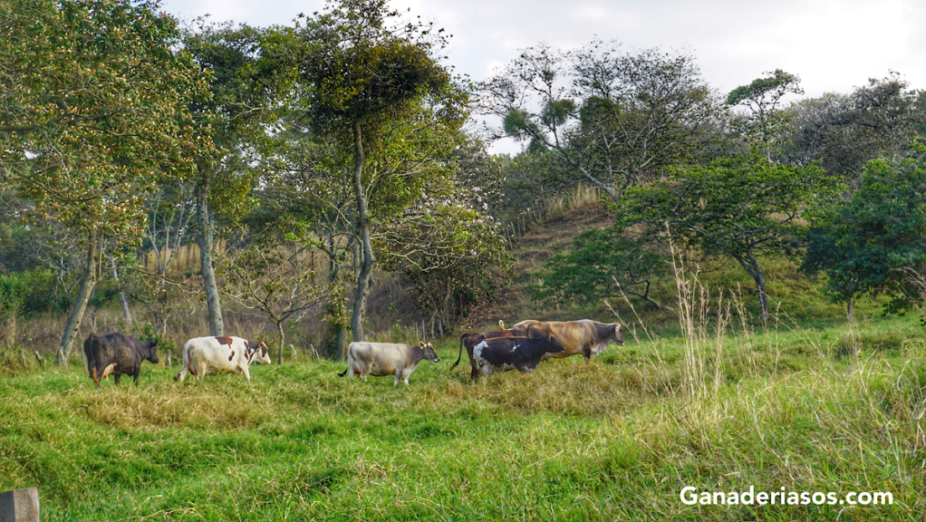 PERIODO DE TRANSICIÓN: ESTRATEGIAS DE NUTRICIÓN PARA VACAS LECHERAS DE ALTA PRODUCCIÓN