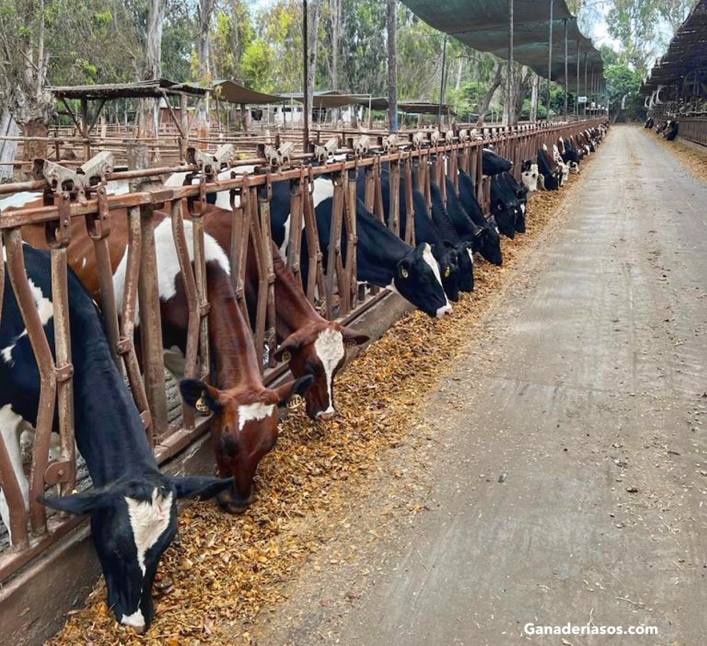 PROTOCOLOS REPRODUCTIVOS PARA&nbsp;NOVILLAS