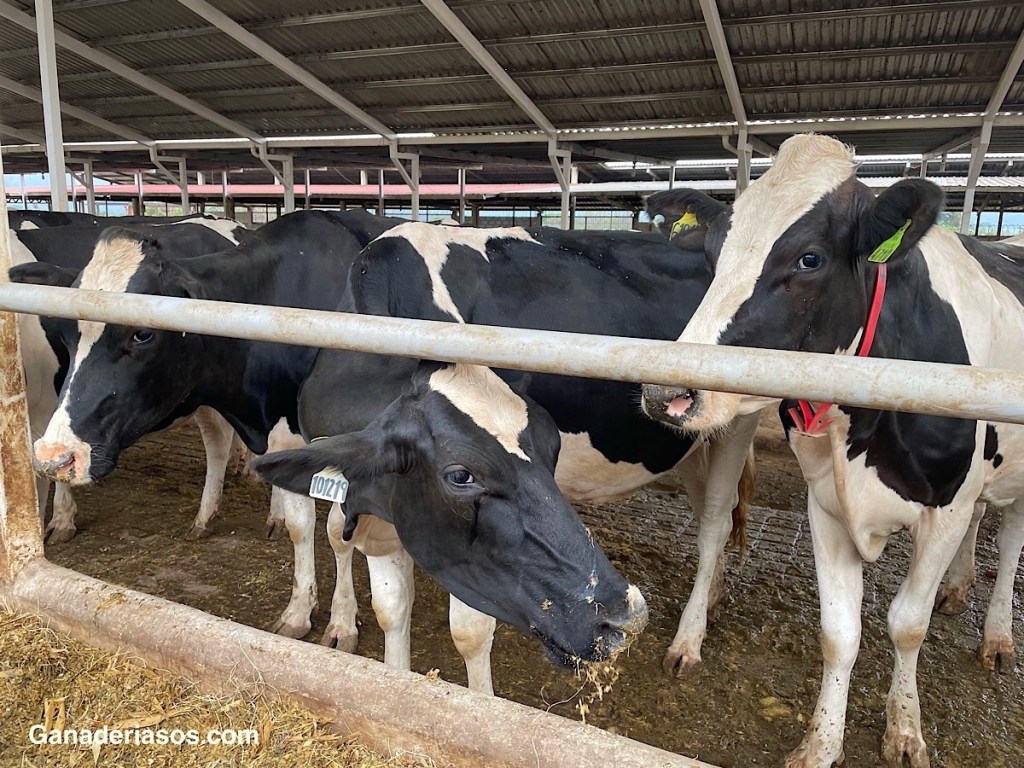 CETOSIS EN EL&nbsp;GANADO