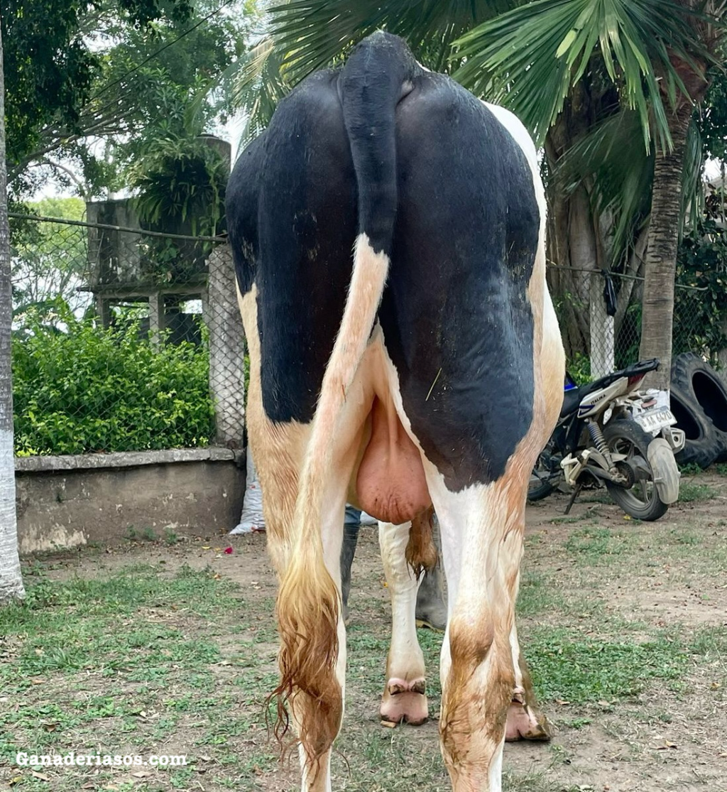 LECHERÍA Y CARNE DE RES: UNA FUSIÓN DE MUCHOS&nbsp;MÉRITOS