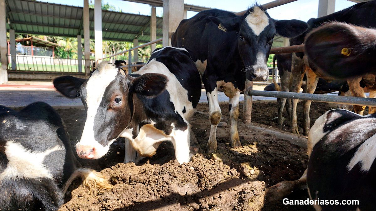 CÓMO GESTIONAR LA CONSANGUINIDAD DE LAS NOVILLAS II