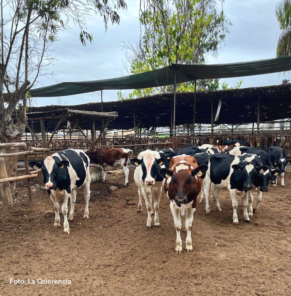 EL ACTO DE EQUILIBRIO DEL INVENTARIO DE LA&nbsp;NOVILLA