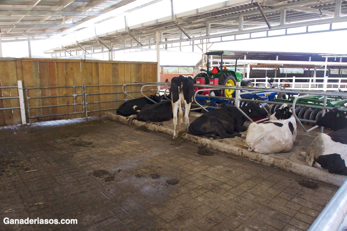 BIENESTAR Y COMPORTAMIENTO   NATURAL  EN VACUNO DE LECHE