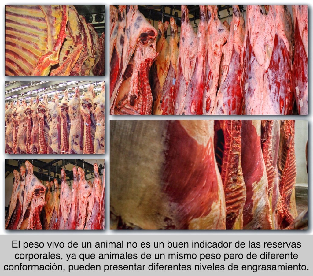 EVALUACIÓN DE LA CONDICIÓN CORPORAL  PARA EL ENGORDE DE VACAS LECHERAS DE&nbsp;DESCARTE