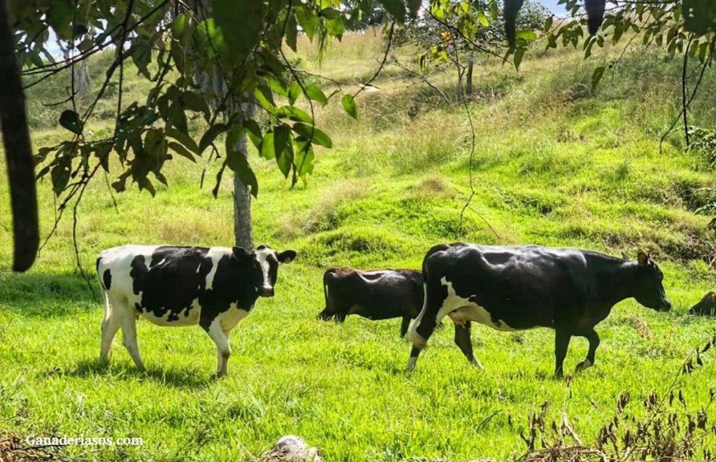 CON UN BUEN PROGRAMA DE VACAS SECAS LO QUE LOGRAMOS ES REDUCIR LA PÉRDIDA DE VACAS RECIÉN&nbsp;PARIDAS