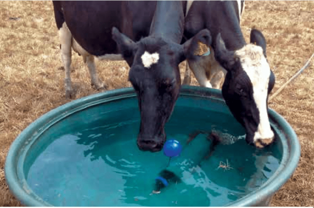 MANEJOS Y CUIDADOS DE LA VACA LECHERA DURANTE LA&nbsp;TRANSICIÓN