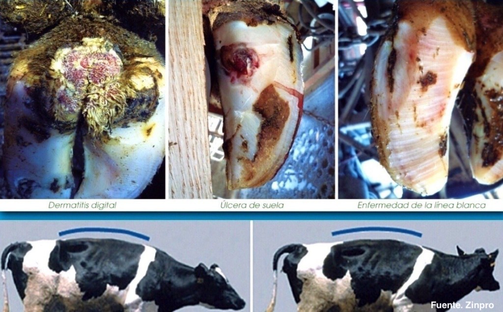 DIAGNÓSTICO Y PREVENCIÓN DE COJERAS: CÓMO DIAGNOSTICARLAS Y&nbsp;PREVENIRLAS