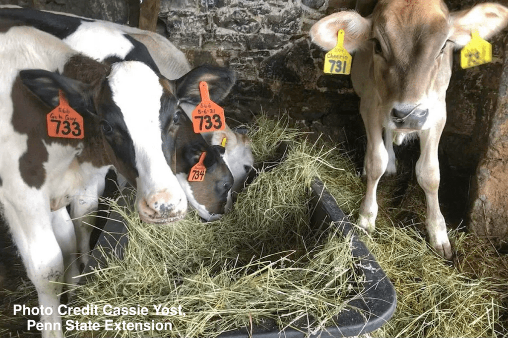 ¿DÓNDE ENCAJA EL HENO EN LA DIETA DEL&nbsp;TERNERO?