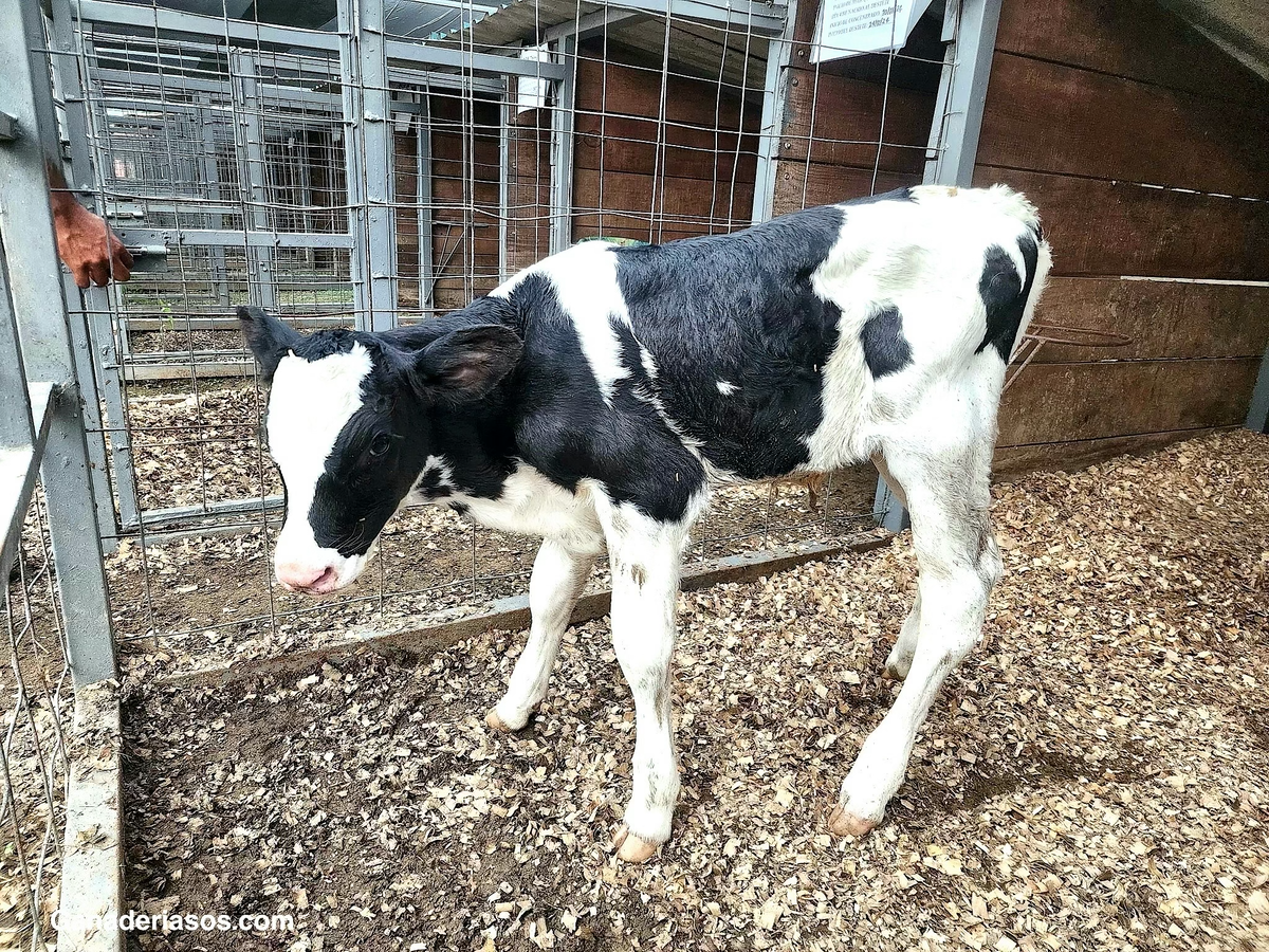 AGREGAR SUSTITUTO DE LECHE A LECHE ENTERA PASTEURIZADA