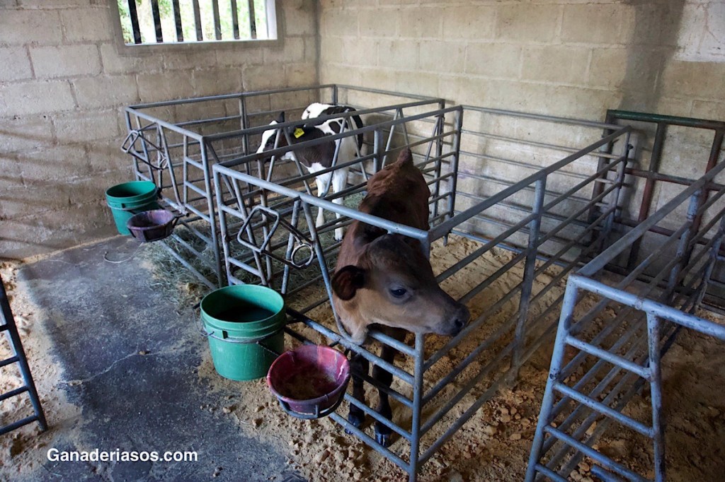 ESTRATEGIAS PREVENTIVAS EN ENFERMEDADES RESPIRATORIAS DE&nbsp;TERNEROS