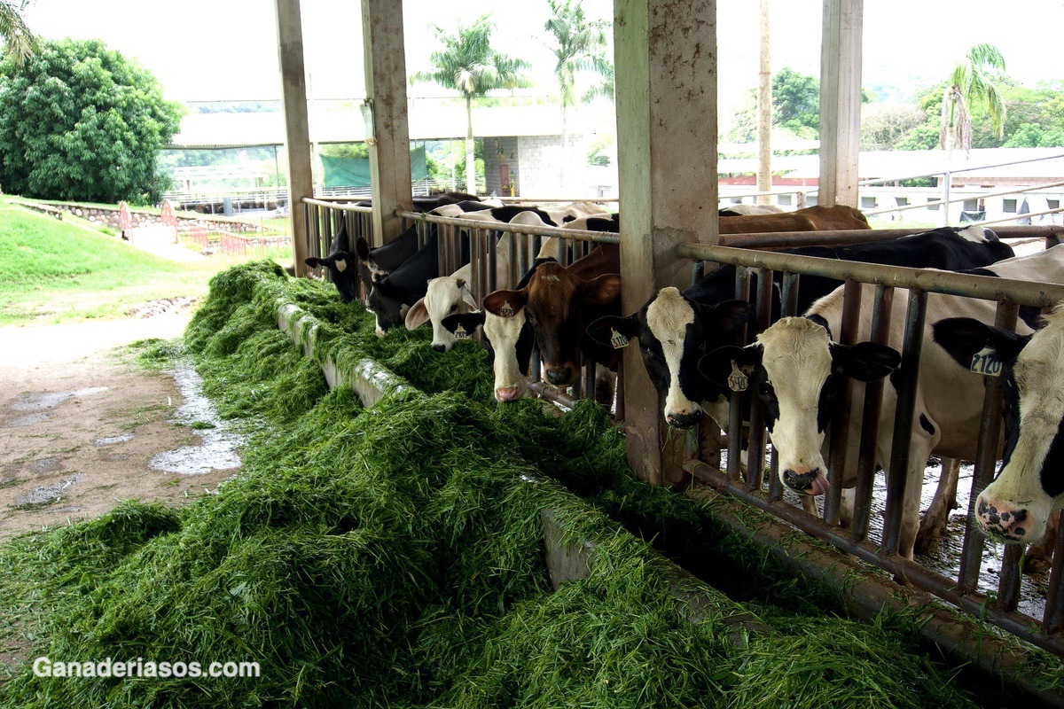 FORJANDO SU FUTURO: ETAPAS CRÍTICAS DE DESARROLLO @