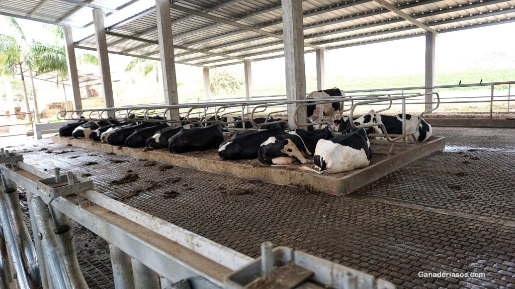 RETOS PRESENTES Y FUTUROS DEL BIENESTAR DEL VACUNO LECHERO