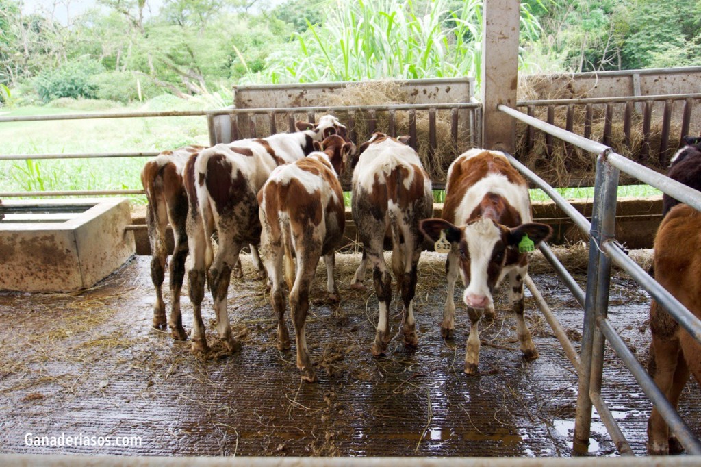 Y USTED…SÍ, USTED: ¿QUÉ ESPERA DE SU TAMBO?