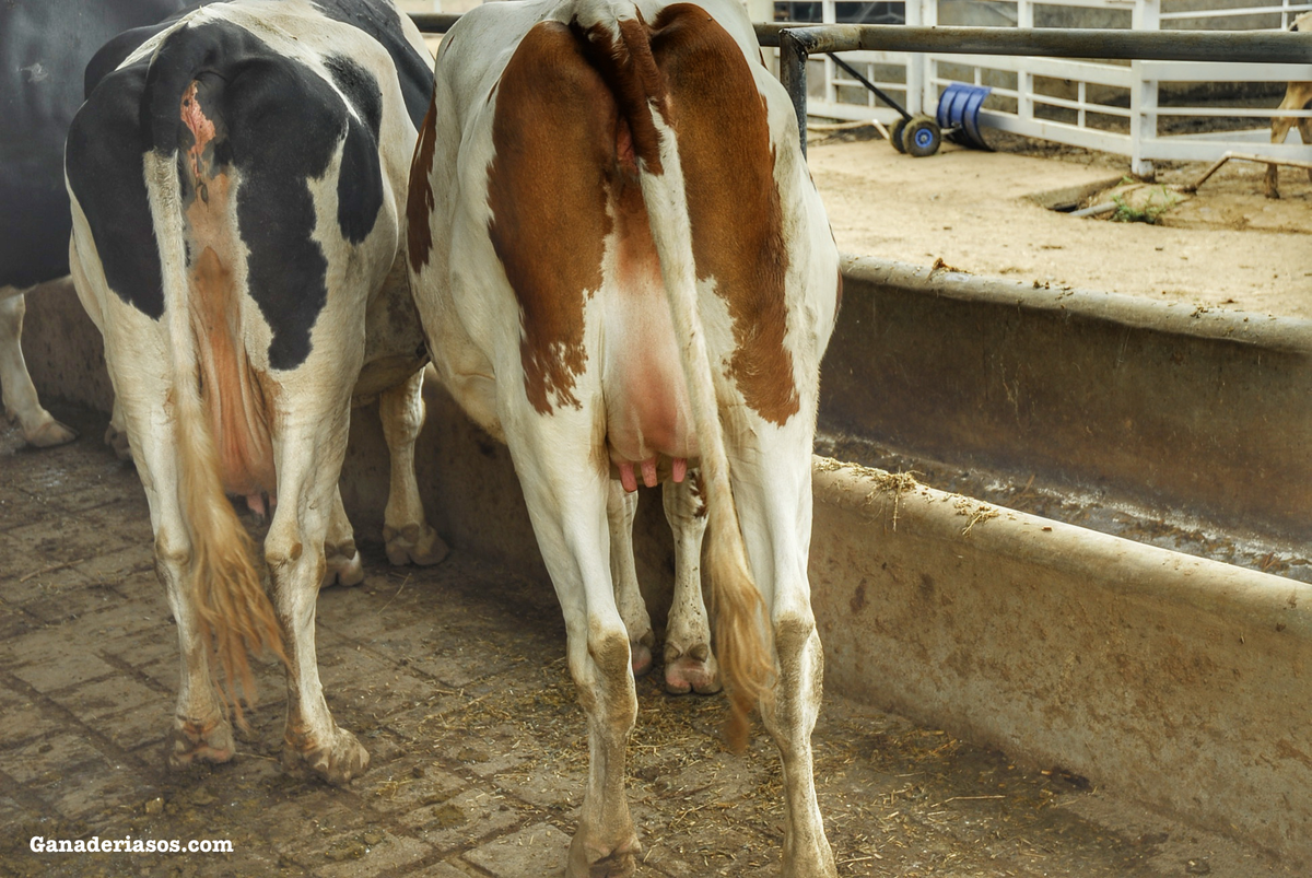 “HAY QUE BUSCAR UN PUNTO DE EQUILIBRIO ENTRE PRODUCTIVIDAD Y BIENESTAR ANIMAL PARA QUE LA GRANJA SEA RENTABLE”