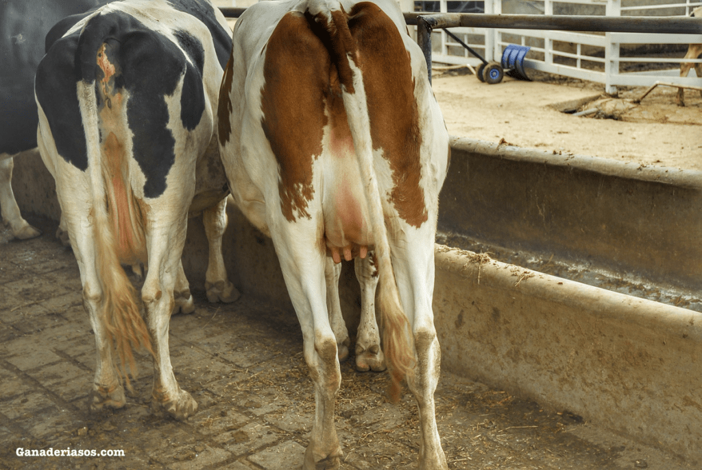 “HAY QUE BUSCAR UN PUNTO DE EQUILIBRIO ENTRE PRODUCTIVIDAD Y BIENESTAR ANIMAL PARA QUE LA GRANJA SEA&nbsp;RENTABLE”