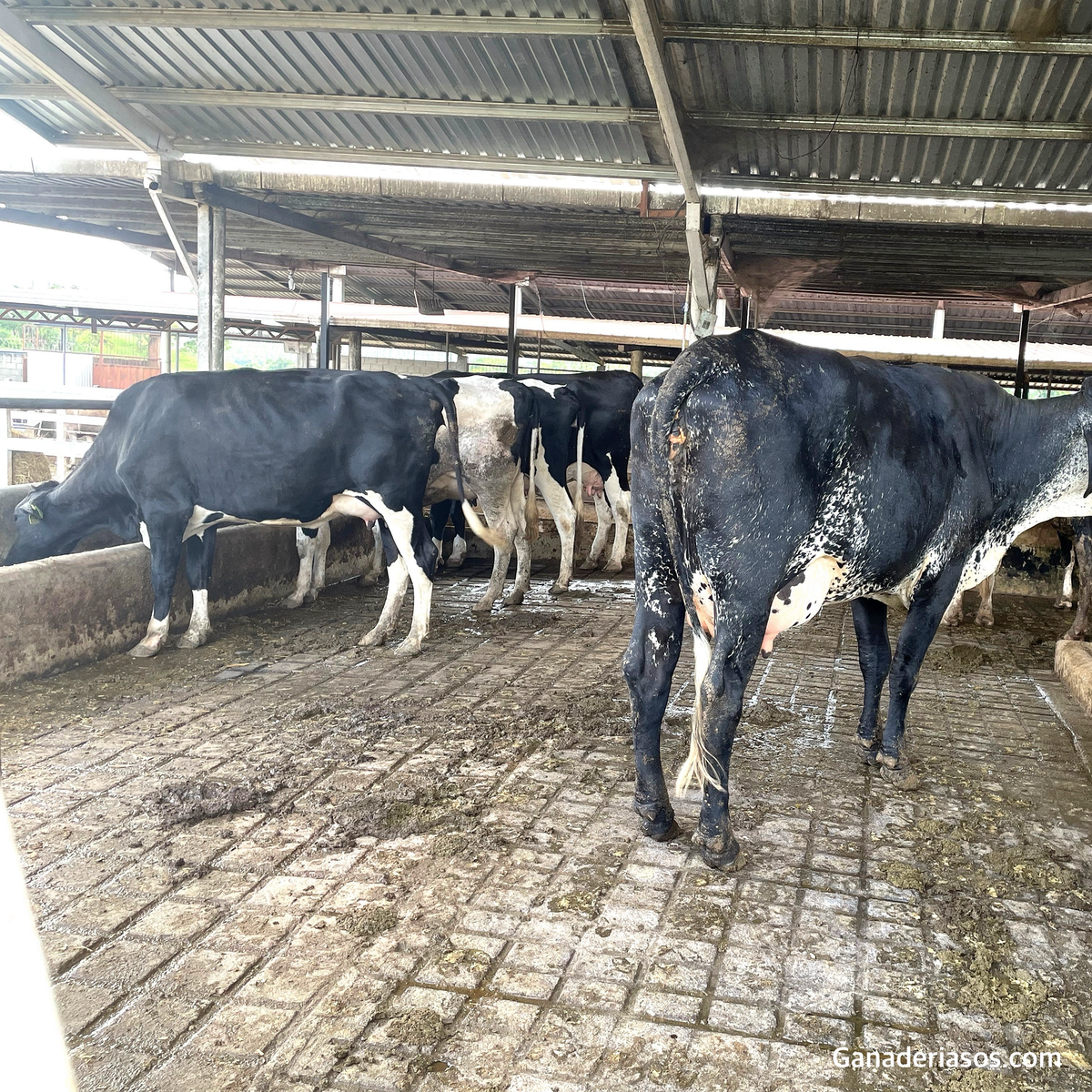 ¿ES HORA DE REPLANTEARSE LA VIDA ÚTIL DE LAS VACAS LECHERAS?