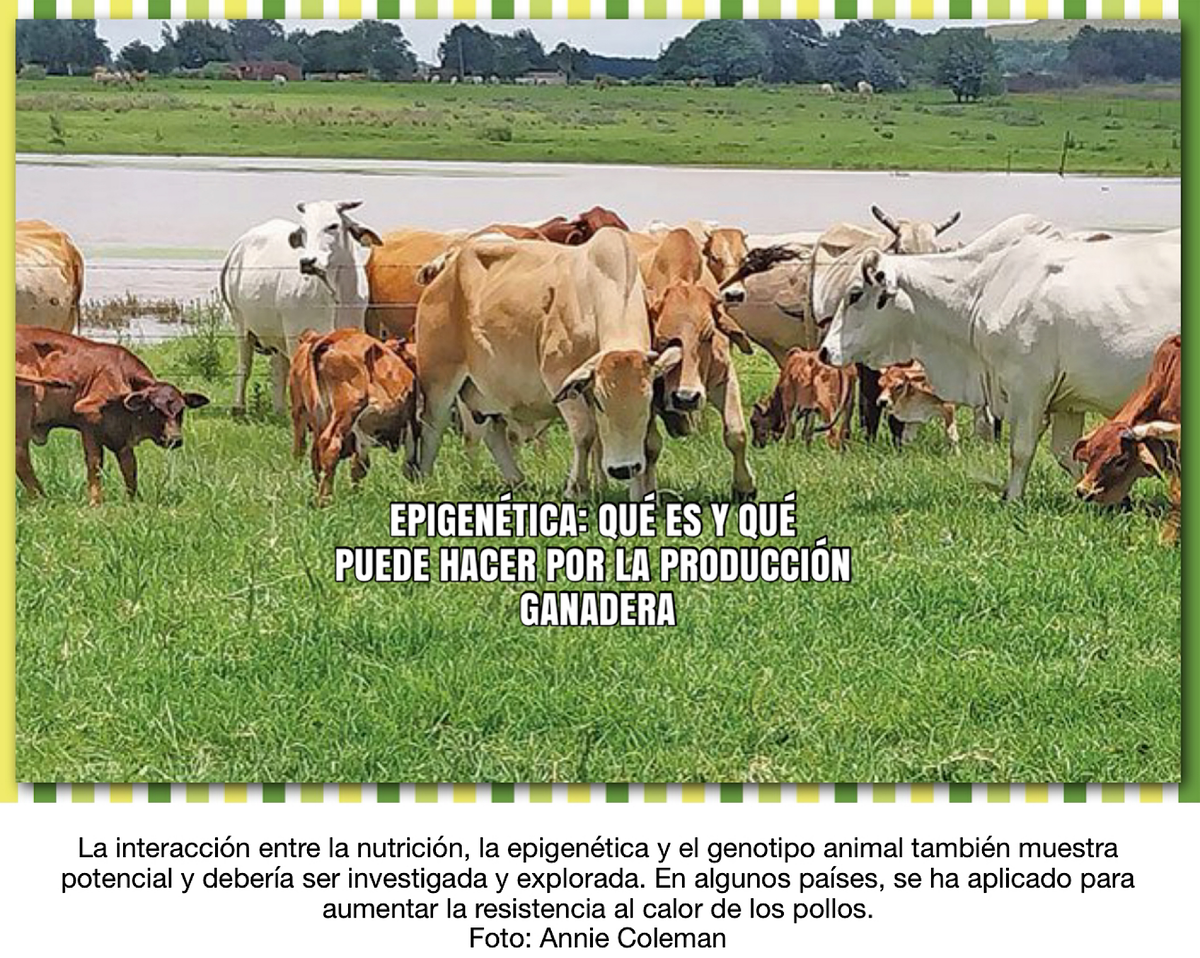 EPIGENÉTICA: QUÉ ES Y QUÉ PUEDE HACER POR LA PRODUCCIÓN GANADERA