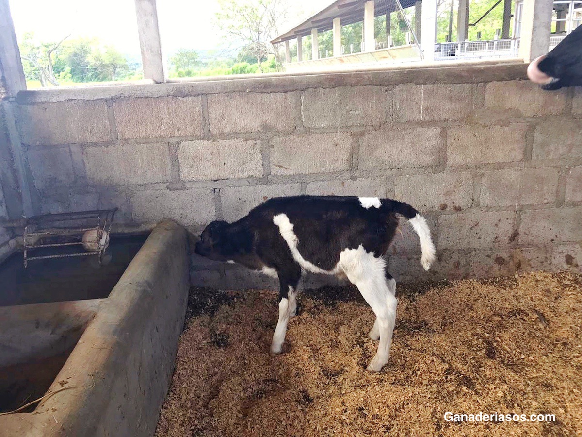 FORMAS EN QUE LOS SISTEMAS DE MONITOREO PUEDEN MODIFICAR SU PROTOCOLO REPRODUCTIVO