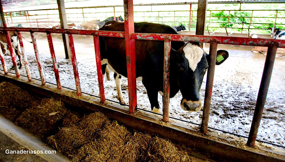 OLIGOELEMENTOS, PAPEL VITAL EN LA SALUD Y EL RENDIMIENTO DEL&nbsp;GANADO