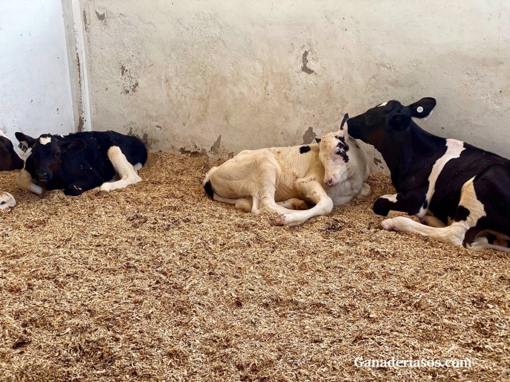 ALOJAMIENTO DE TERNERAS EN GRUPO. DESTETE CON LECHE&nbsp;ACIDIFICADA