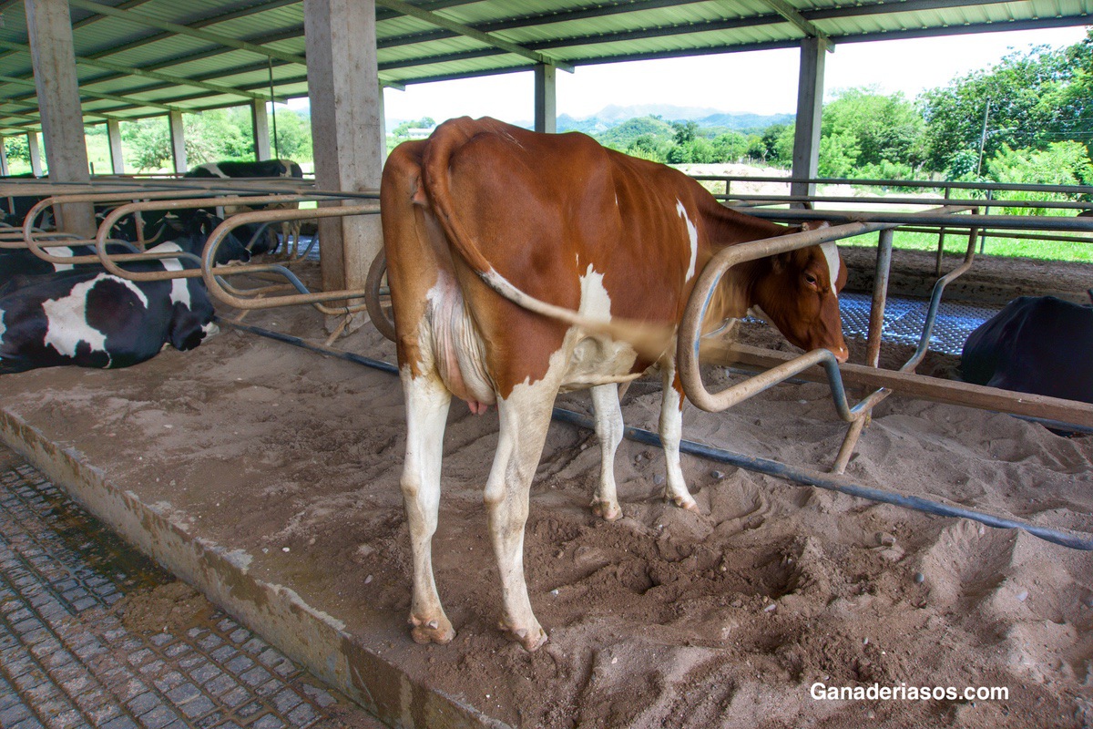 FACTORES QUE AFECTAN LA PRODUCCIÓN EN PRIMERA LACTANCIA DE VACAS LECHERAS DE COSTA RICA